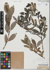 Foto von Salix glabra Scop.